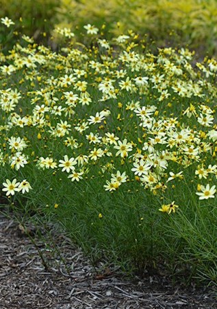 COREOPSIS verticillata Moonbeam